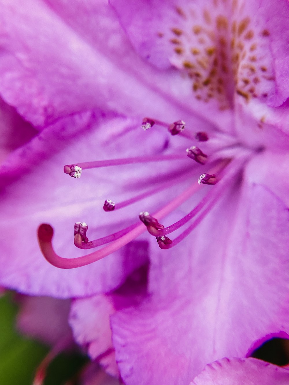 a close up of a flower