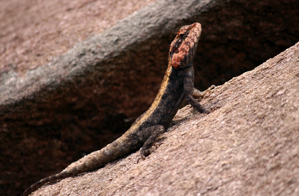 a lizard on a rock