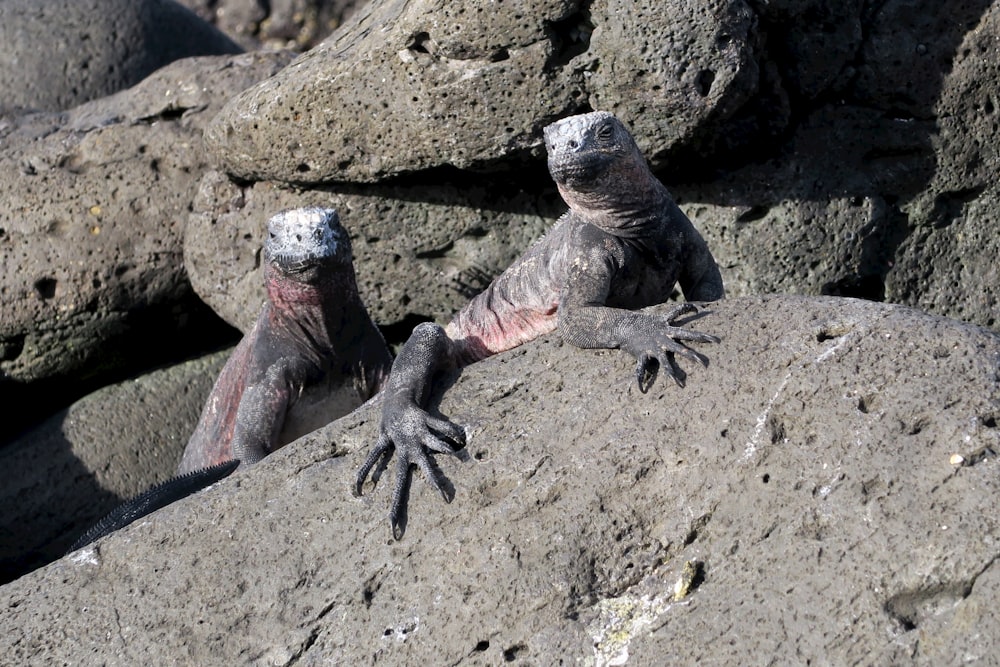 a couple of lizards on a rock