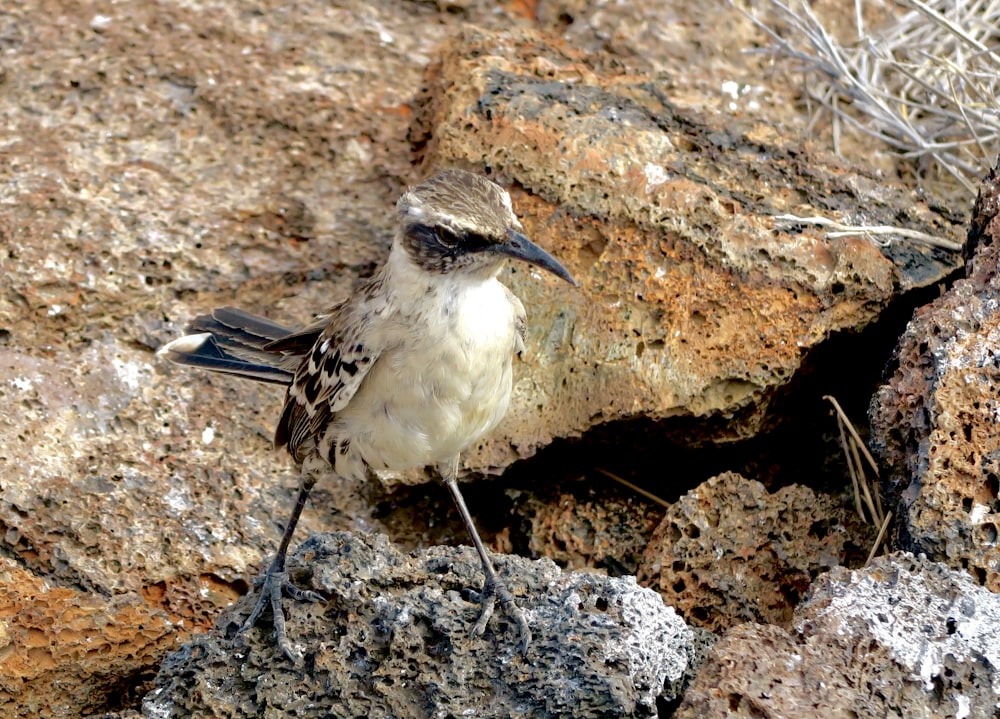 a bird standing on a rock