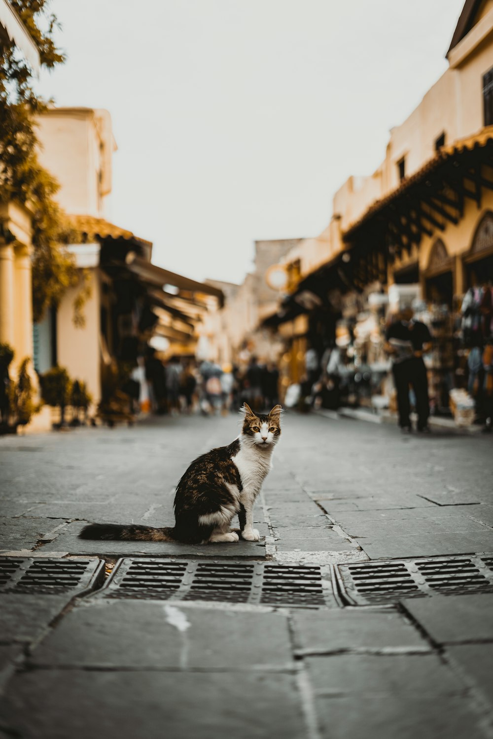 a cat sitting on a street
