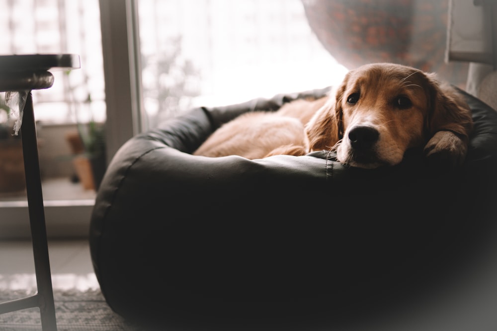 a dog lying on a chair