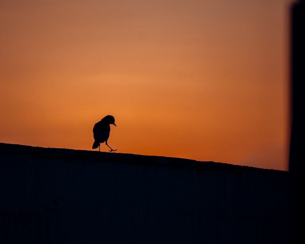 a bird on a roof