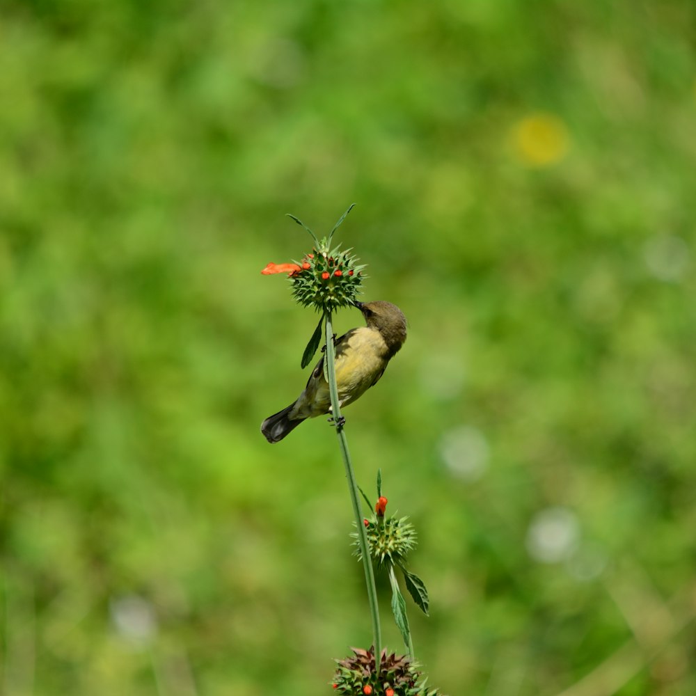 a bird on a flower