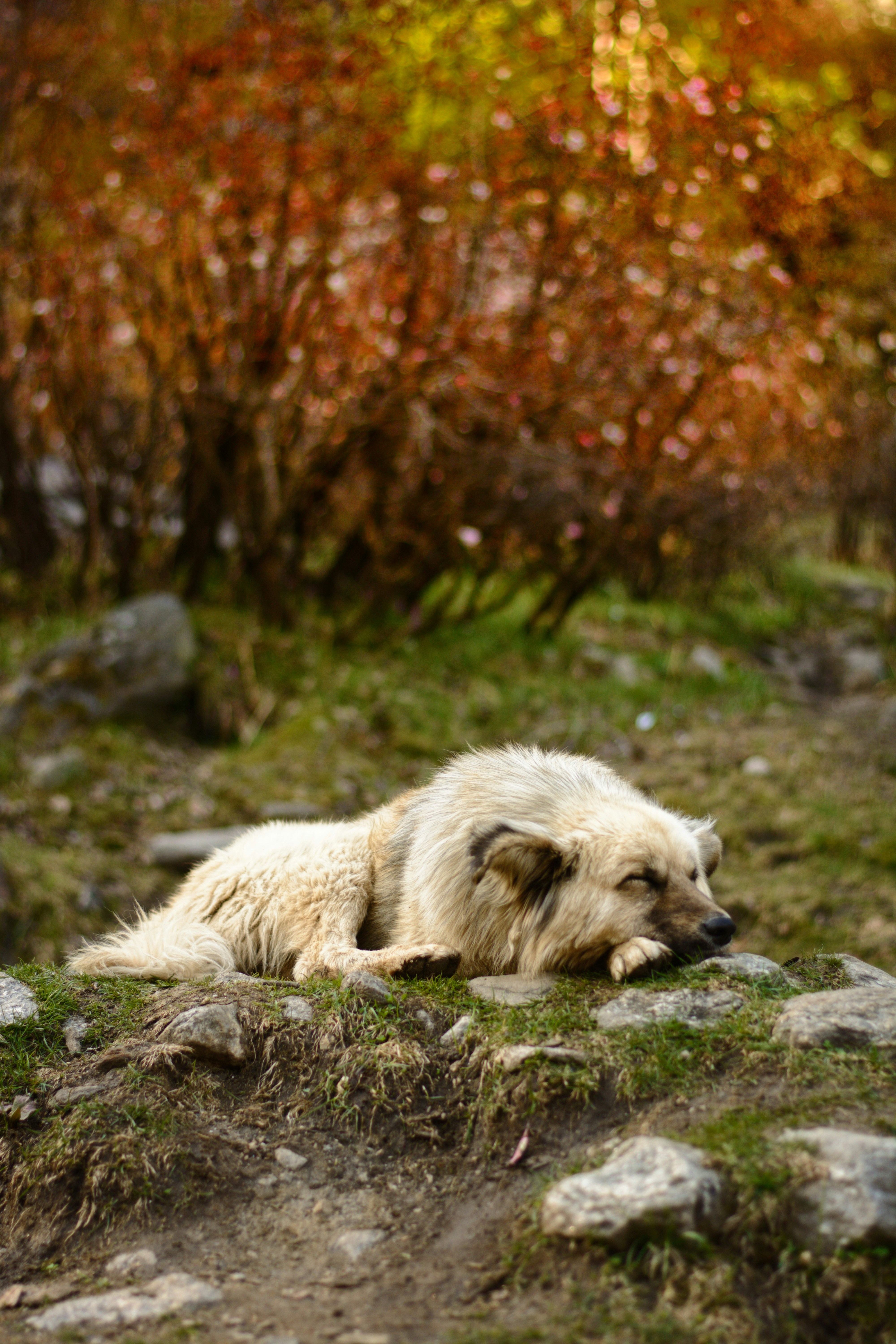 Un perro tirado en el suelo