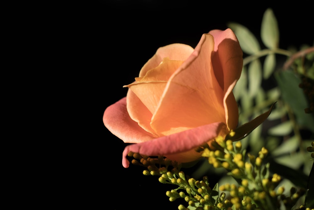 a pink rose with green leaves