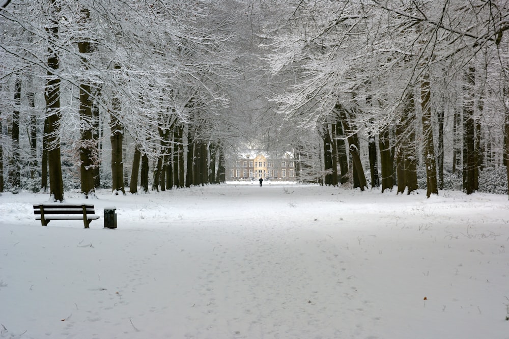 a snowy park with trees