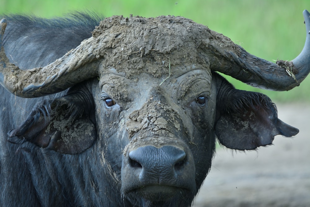 a close up of a buffalo