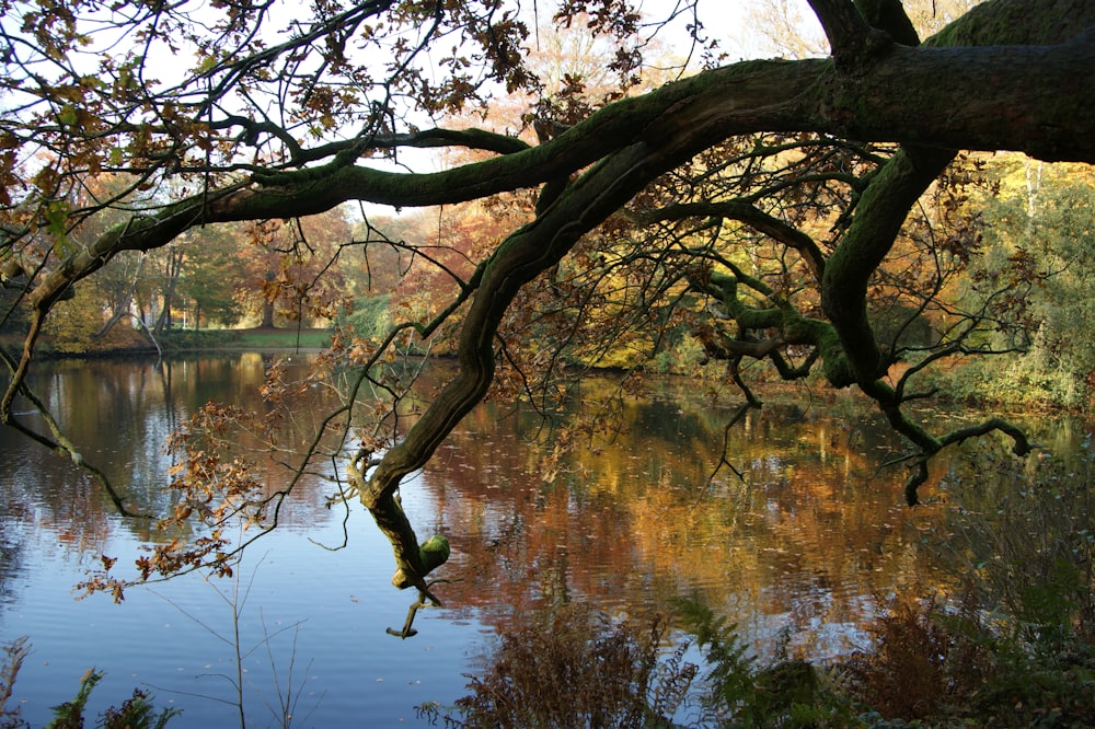 a tree over a body of water