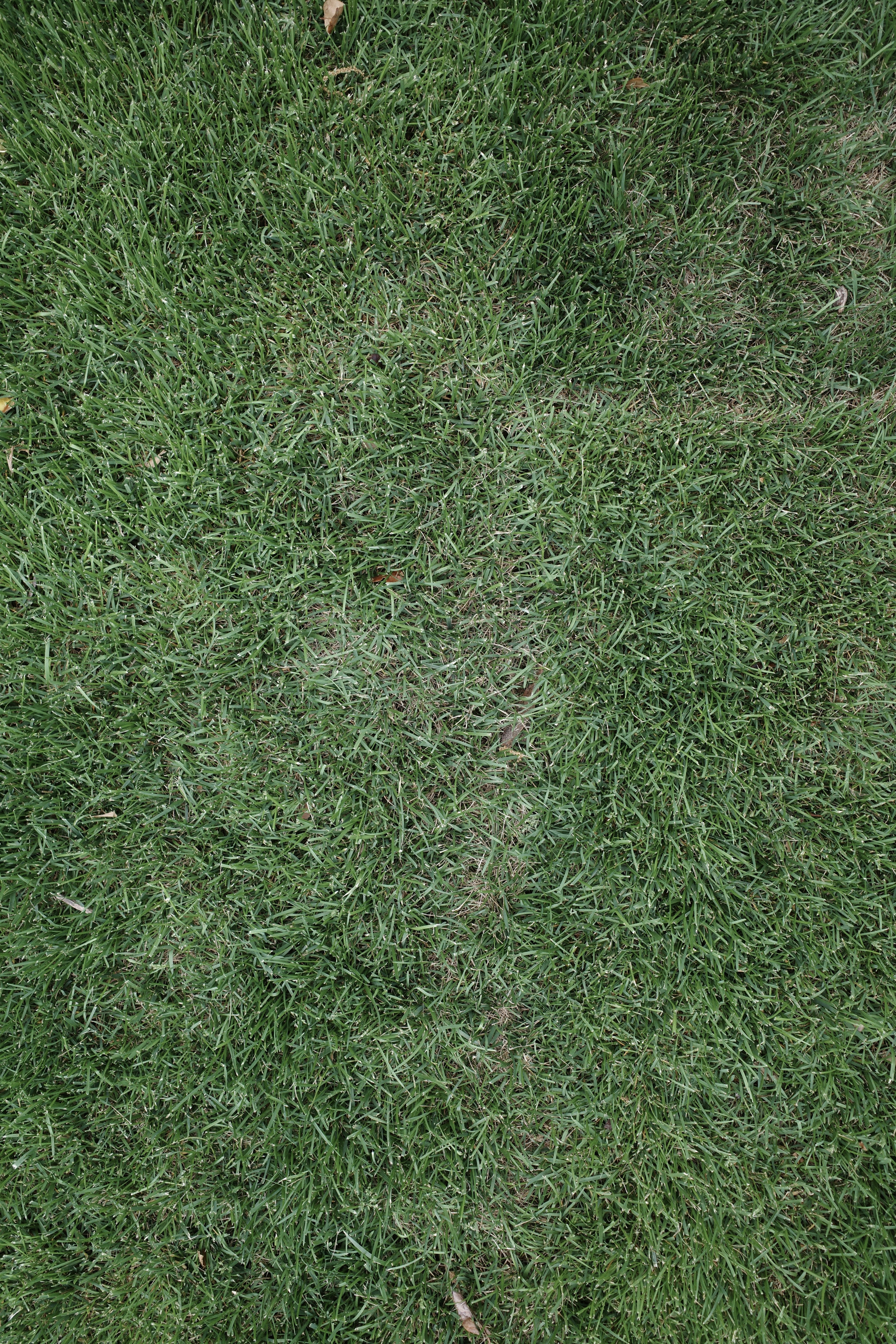 a close up of some grass