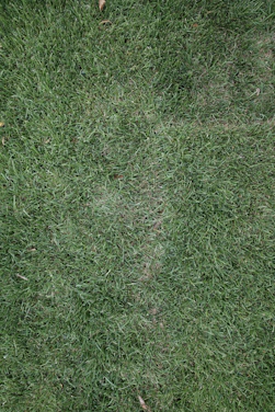 a close up of some grass