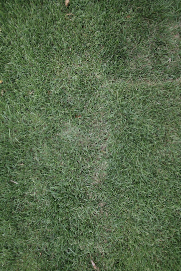 a close up of some grass