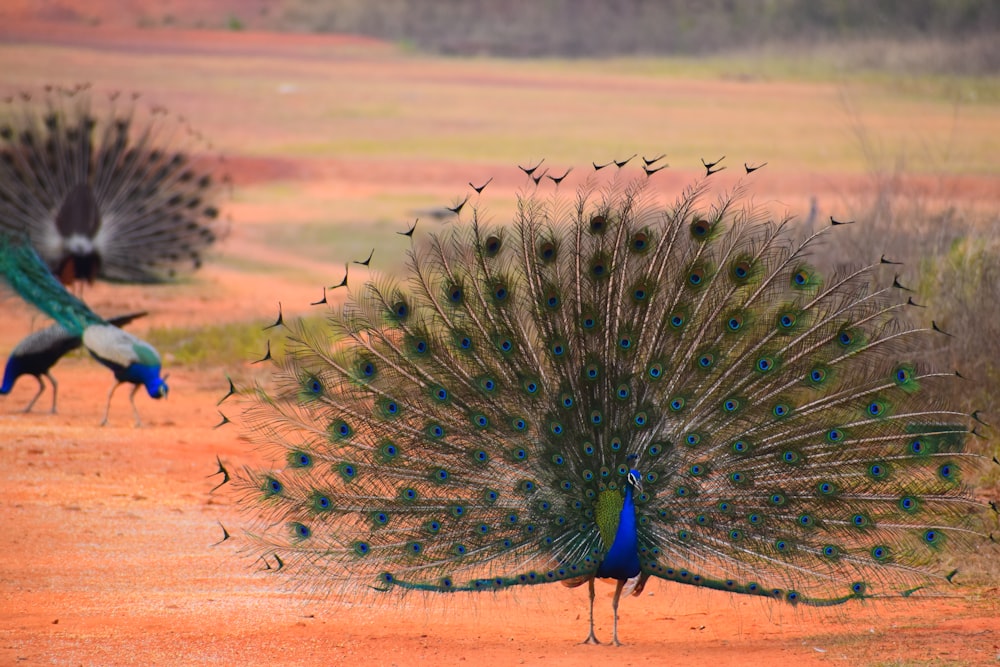 a large group of birds