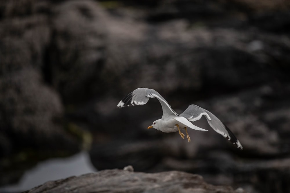 a bird flying in the air