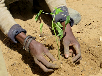 Close-up of a hand planting a young sapling in rich soil outdoors.