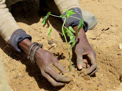 A close-up of hands planting young seedlings in rich soil, symbolizing growth and care.