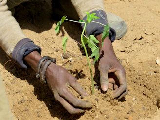 Close-up of a hand planting a young sapling in rich soil outdoors.