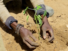 Hands carefully planting a small green seedling into the sandy soil, with attention focused on nurturing the young plant.