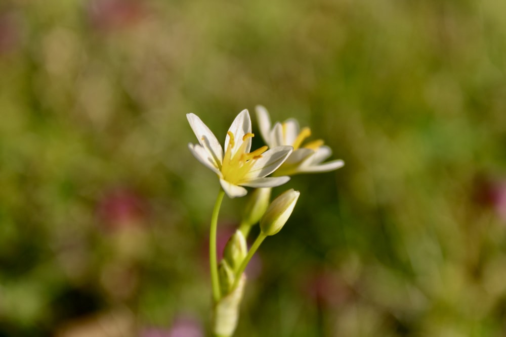 a close up of a flower