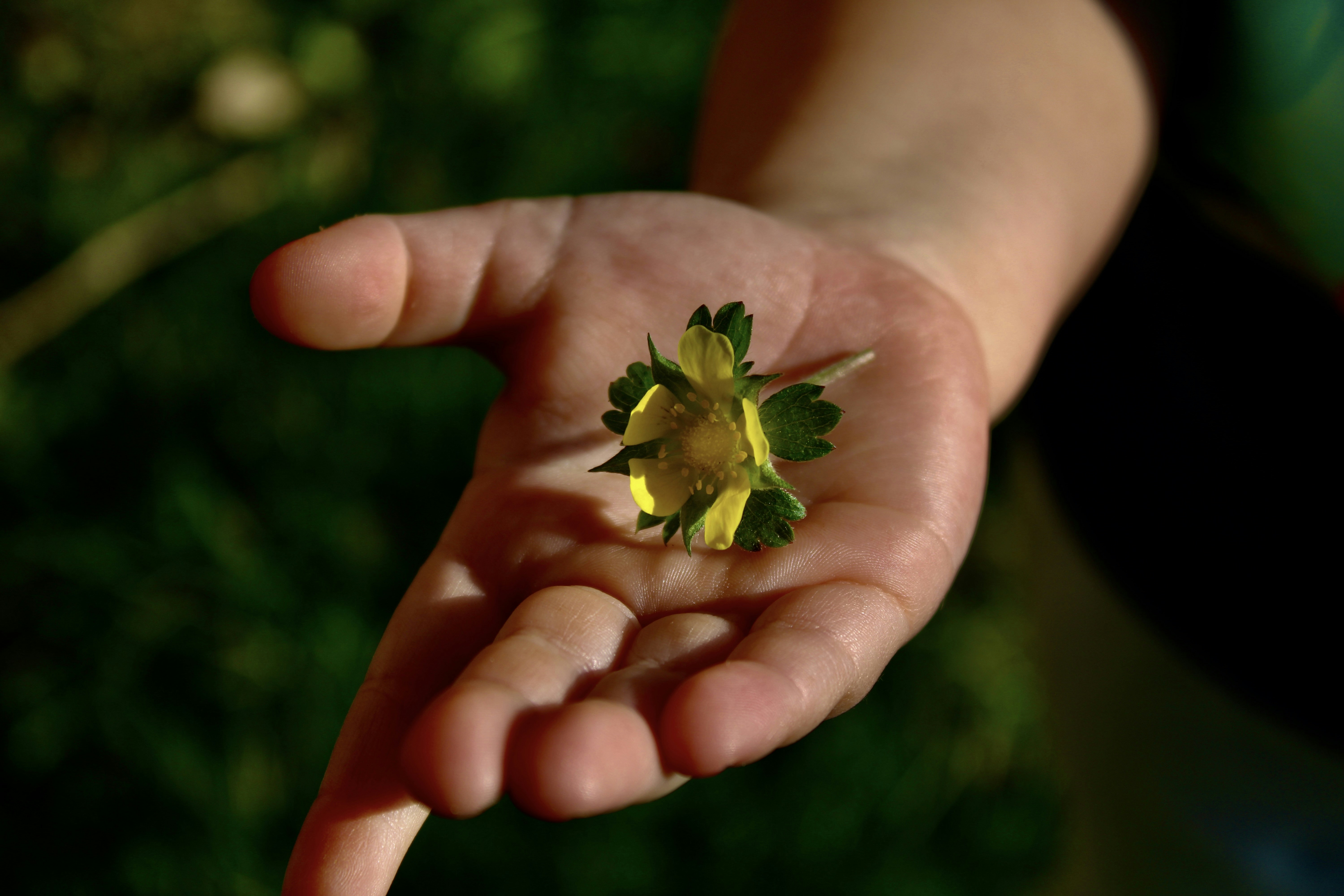 eine Hand, die eine kleine gelbe Blume hält