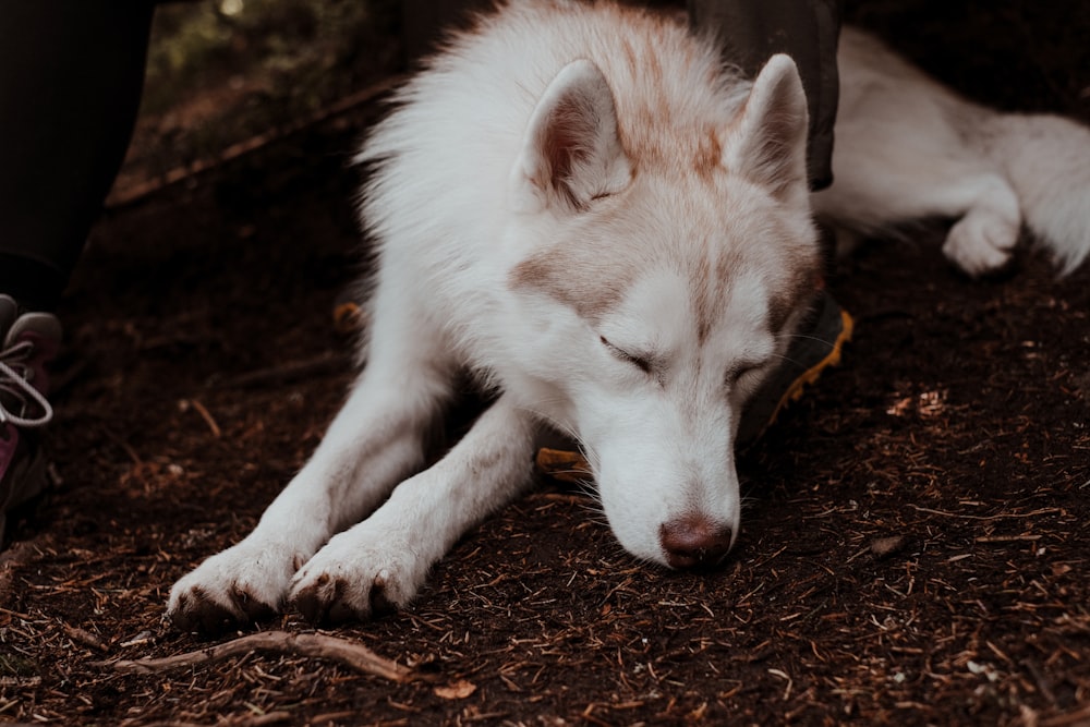 a dog lying on the ground