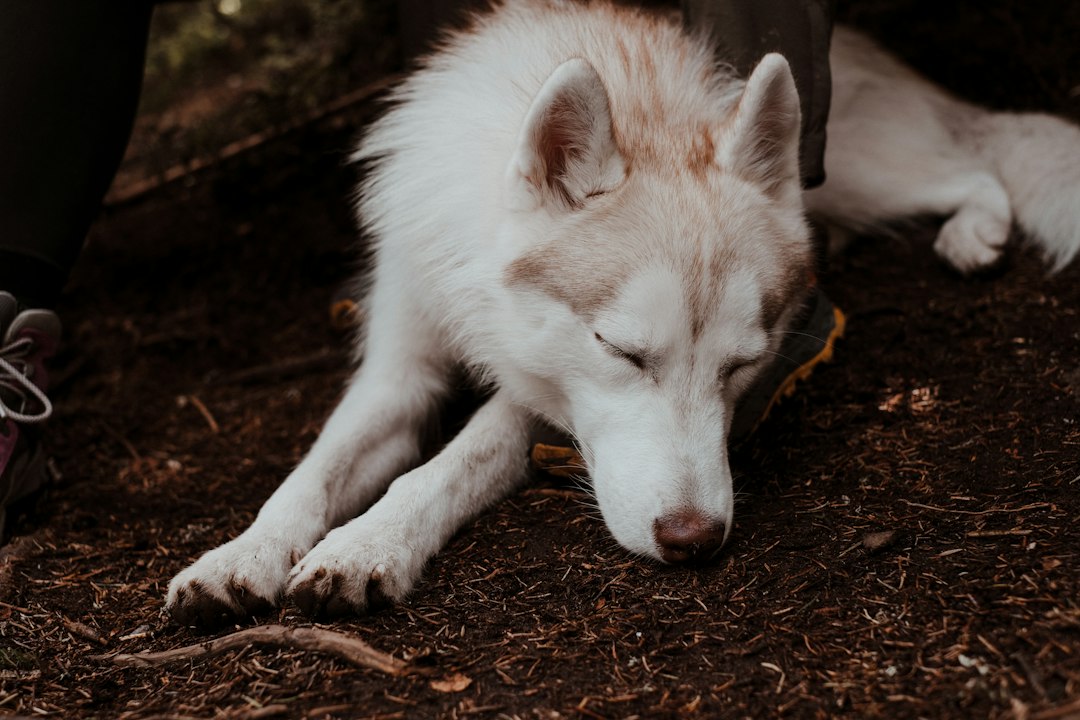 a dog lying on the ground,