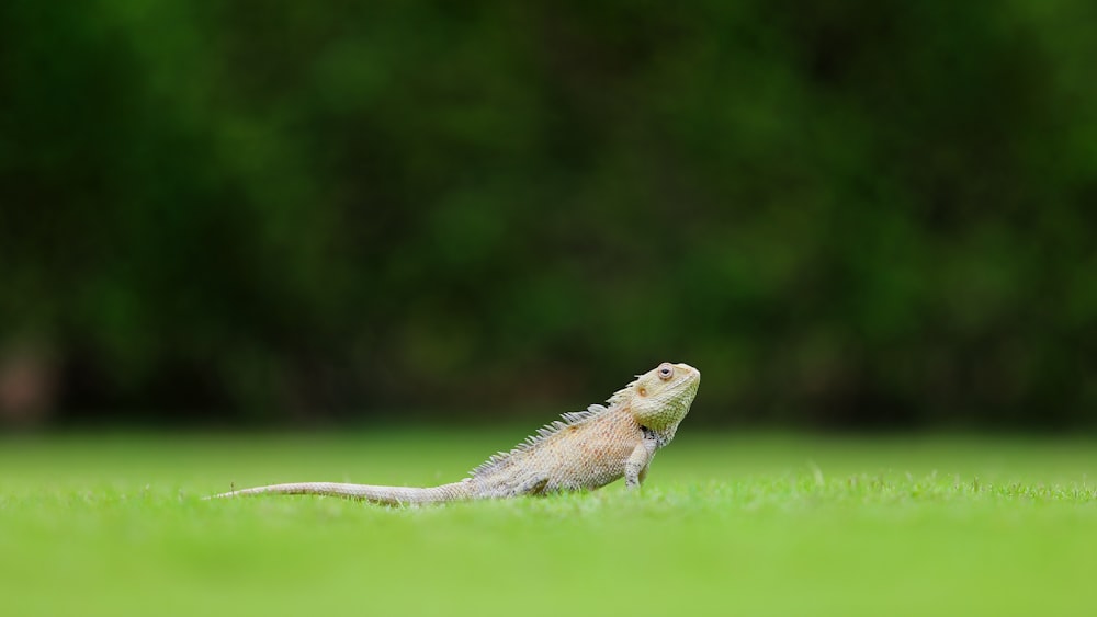 a small animal on grass