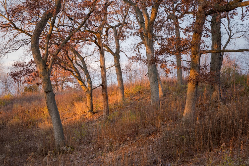 a forest with yellow leaves