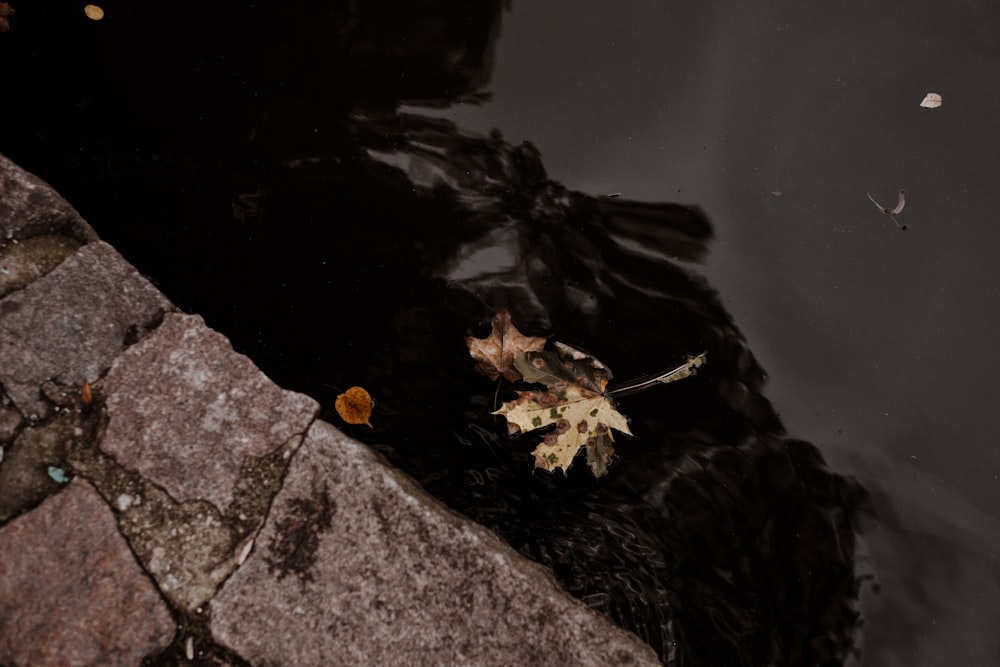 a spider on a rock