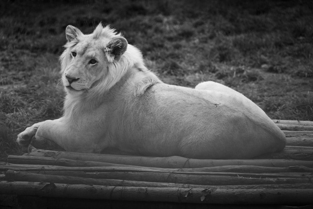 un lion couché sur une surface en bois