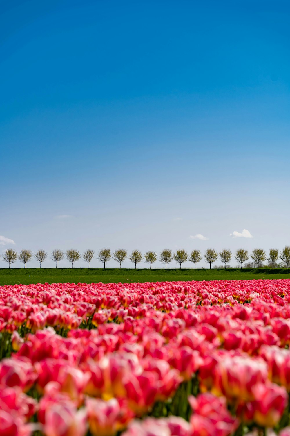 um campo de flores com árvores no fundo