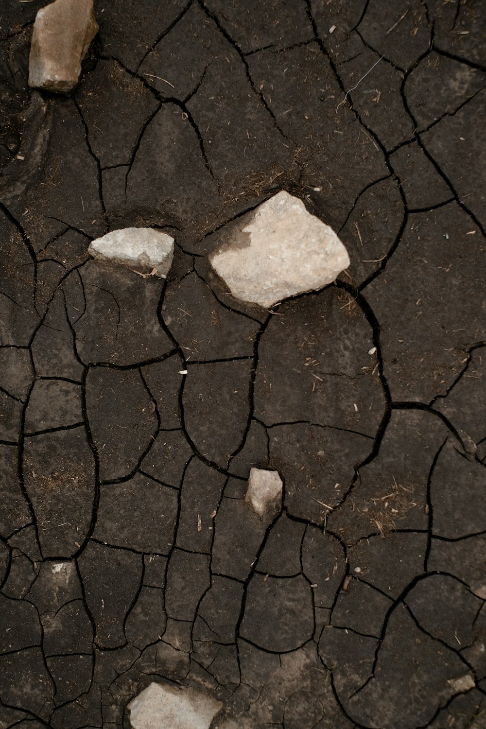 a cracked dry ground