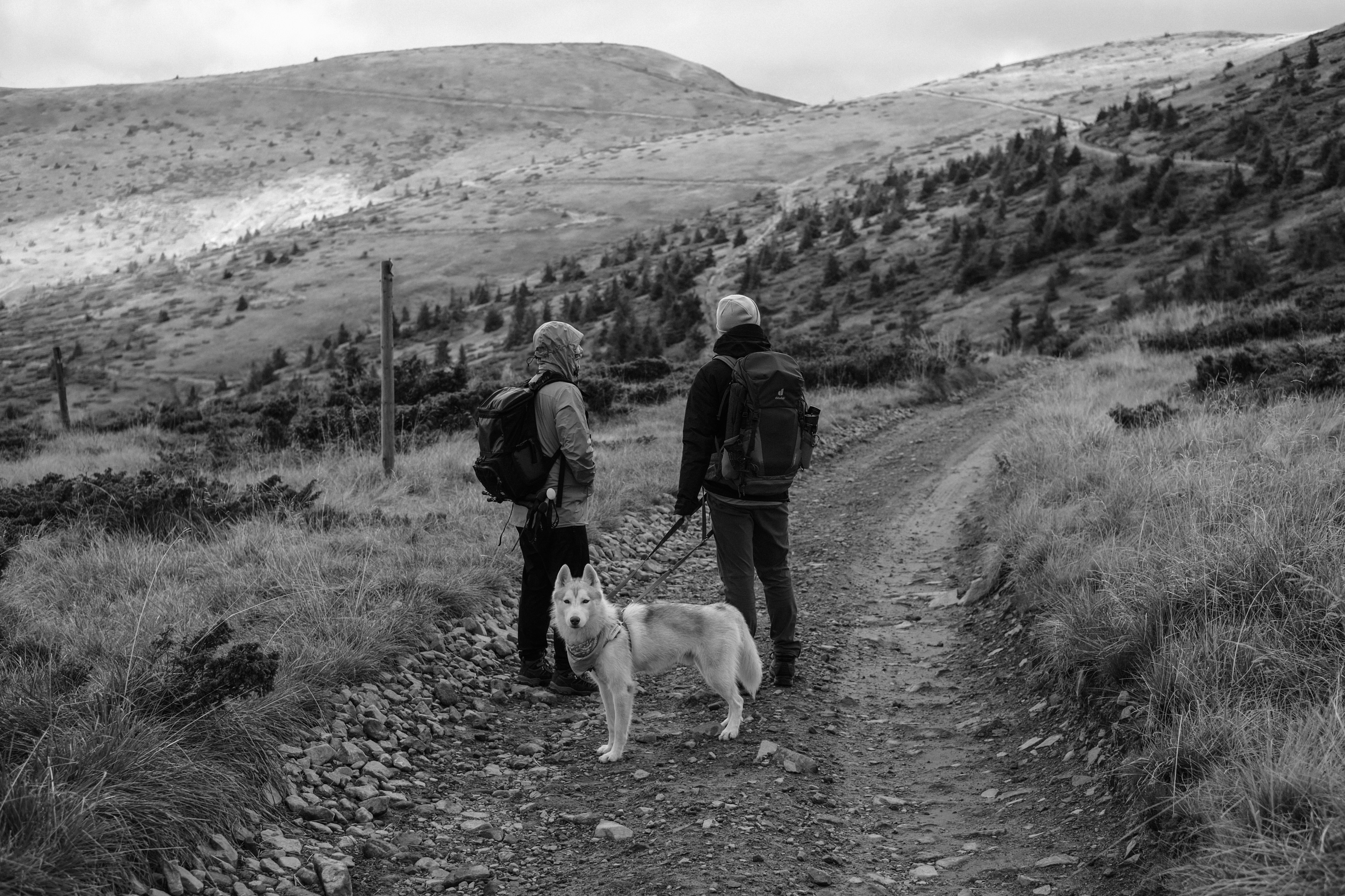 a couple of people walking a dog on a dirt road