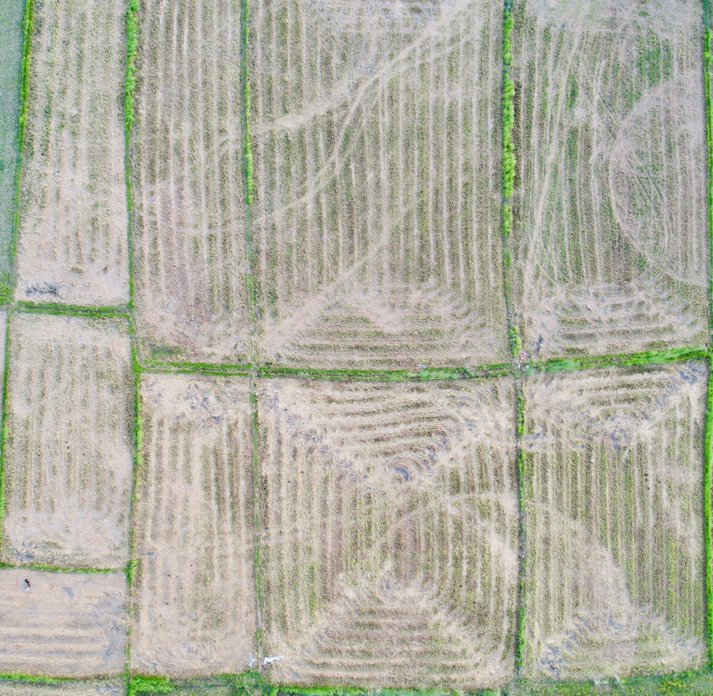 a close-up of a tree