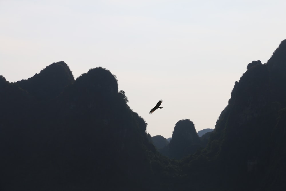 a bird flying over a mountain