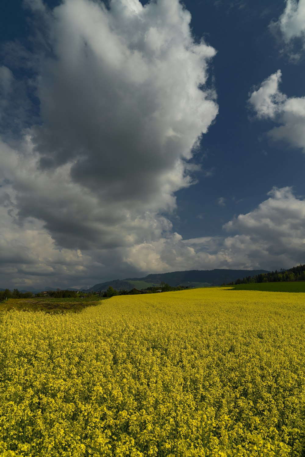 un champ de fleurs jaunes