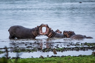 a herd of elephants standing next to a body of water Beziehung retten