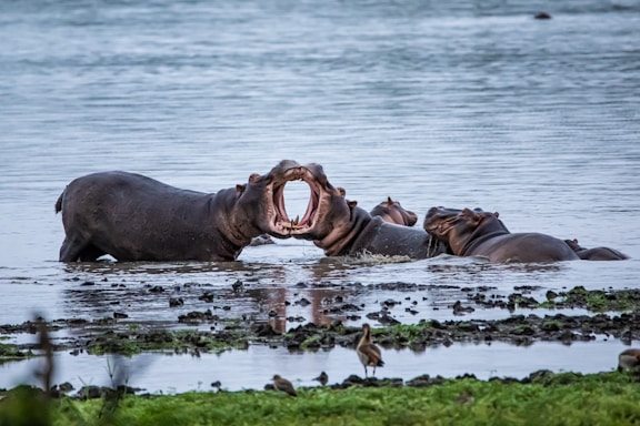 a herd of elephants standing next to a body of water Beziehung retten