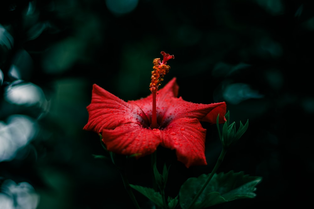 a red flower with green leaves