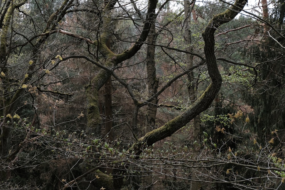 a forest with trees