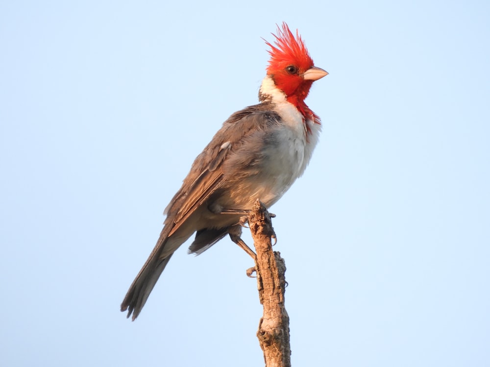 a bird on a branch