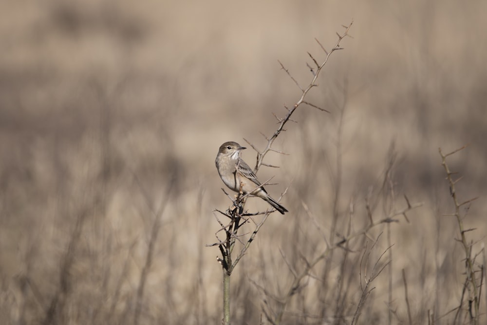 a bird sits on a branch