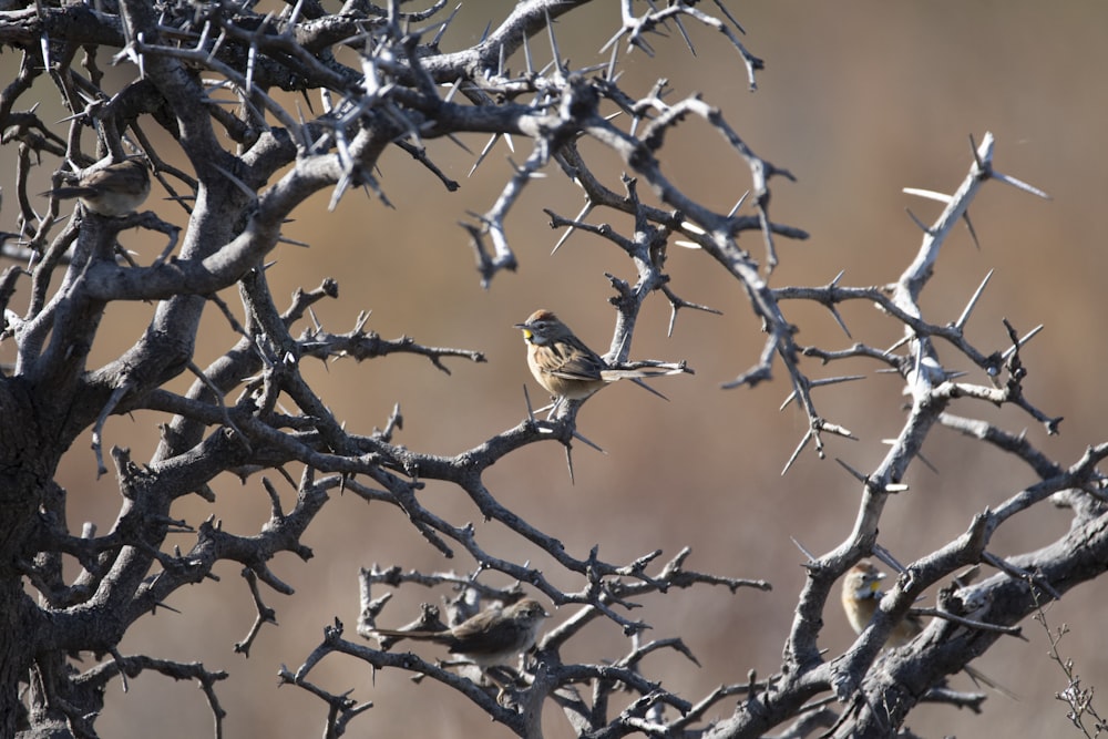 a bird sitting on a tree branch