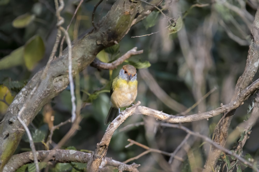 a bird perched on a tree branch