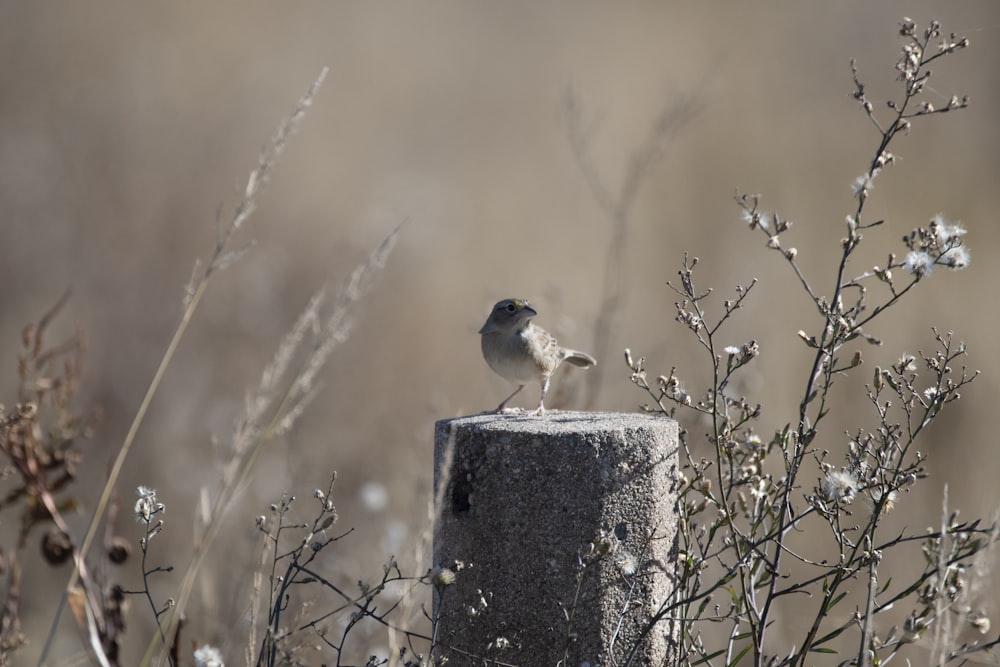 a bird on a post