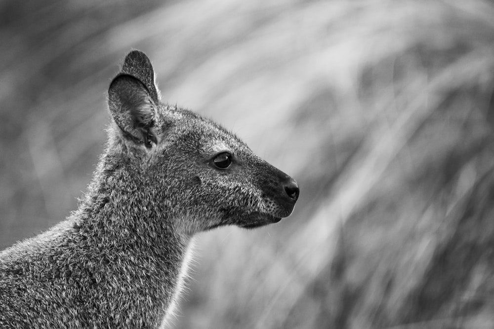 a grey and white animal