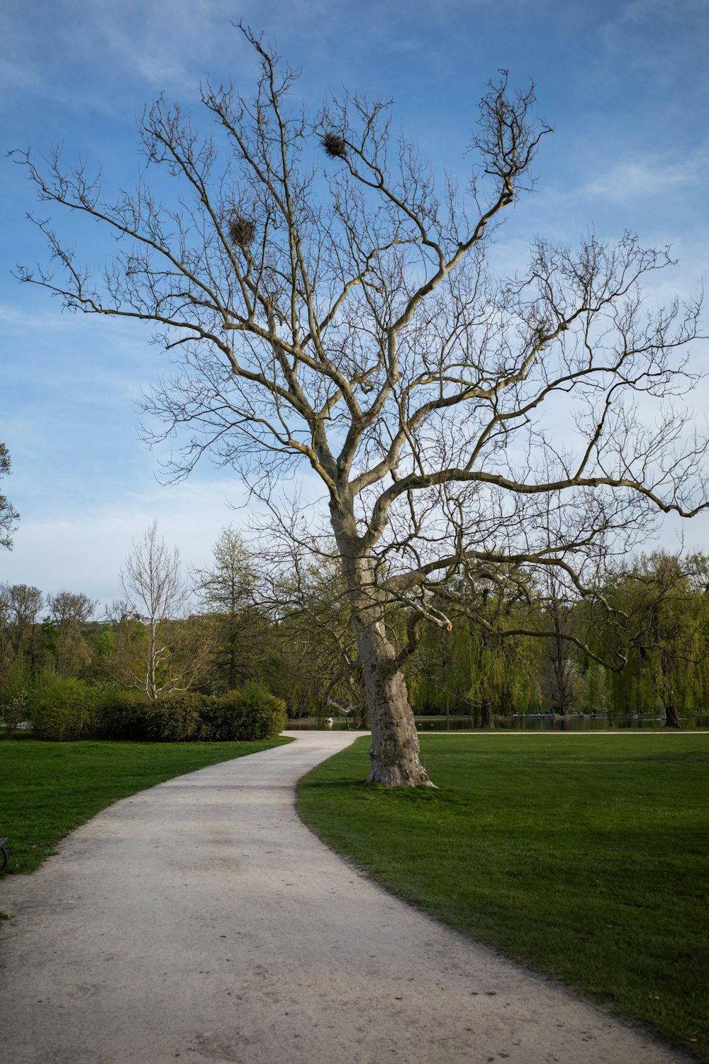 a tree with many branches