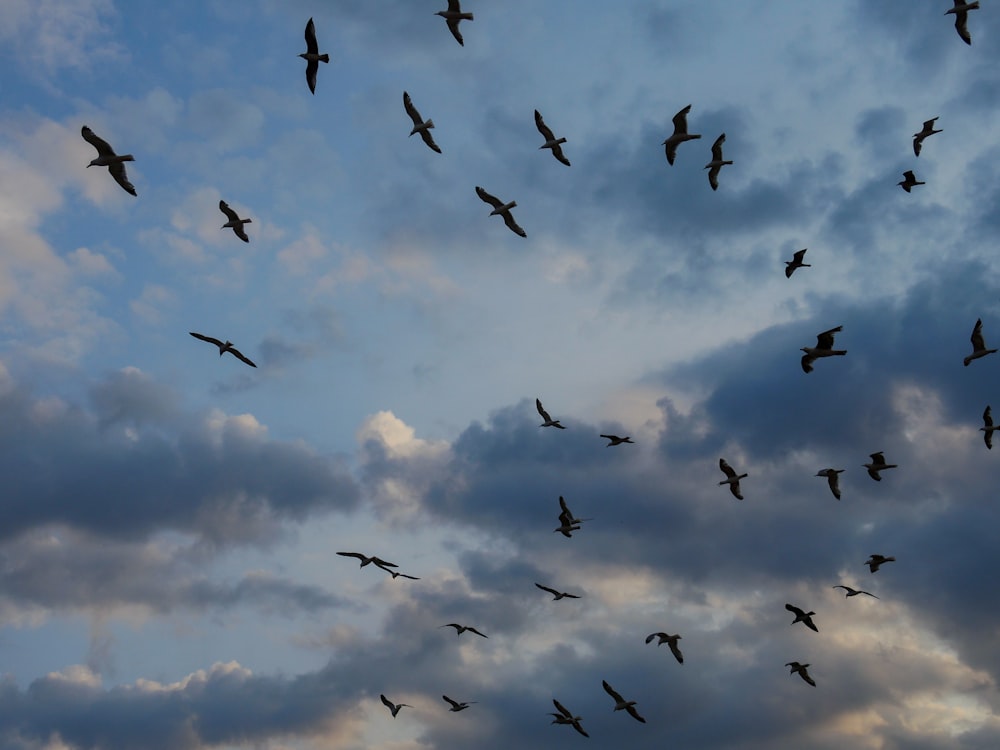 a flock of birds flying in the sky