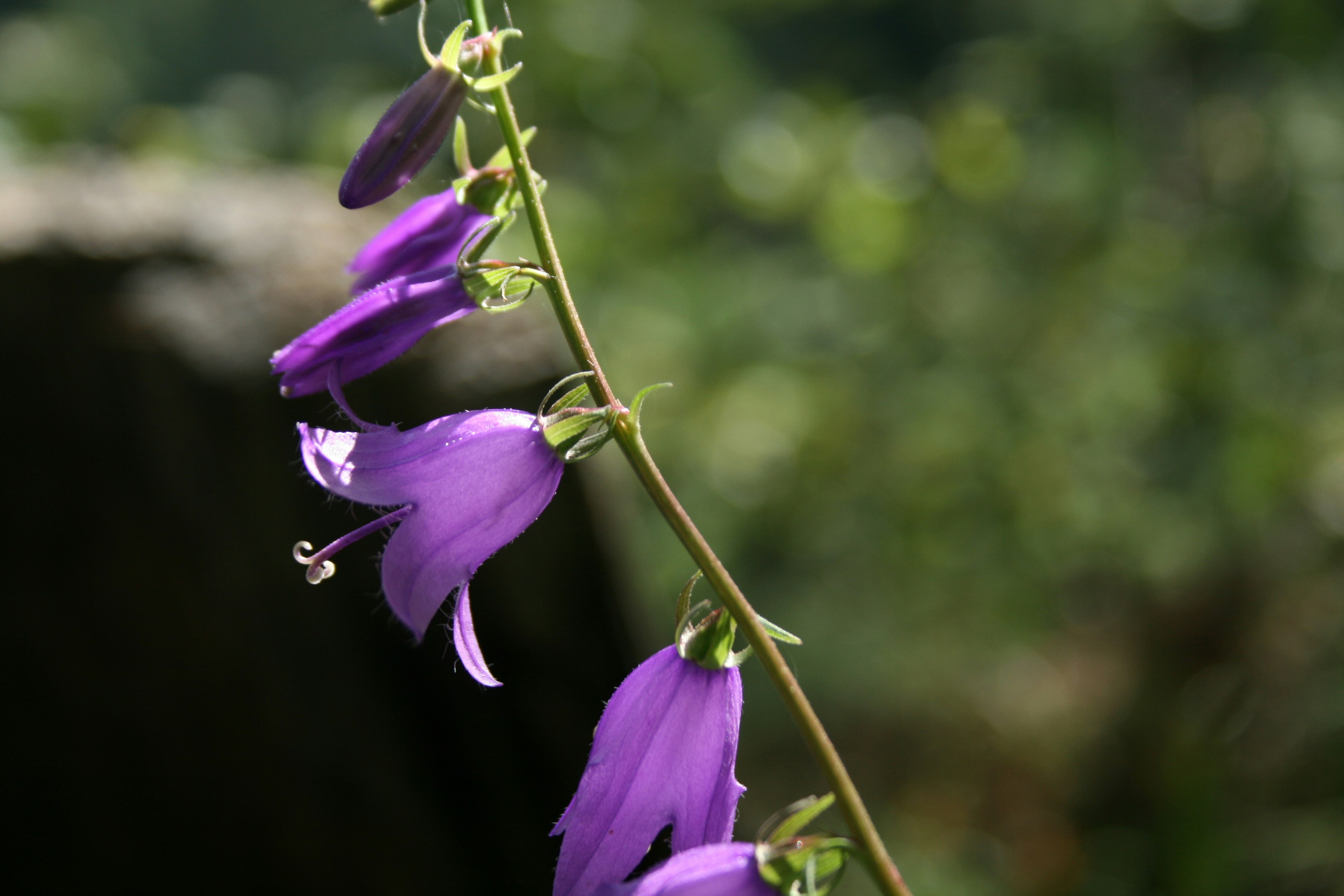 Photo by drmolnarpeter