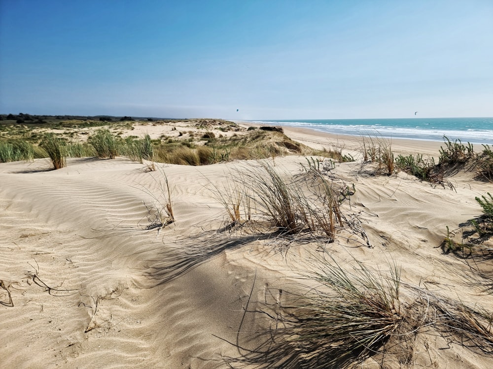 a sandy beach with plants and water